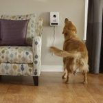 Best 4 Wall-Mount Dog Feeders & Dispensers In 2020 Reviews