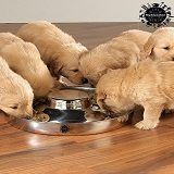 Best 5 Puppy Feeders & Feeding Bowls To Buy In 2022 Reviews