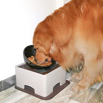 elevated dog feeder for french bulldog