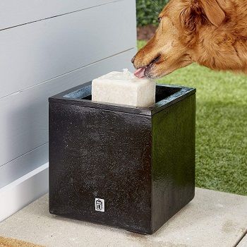 outdoor-dog-feeder