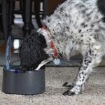 Best 4 Microchip Activated Pet Feeders To Get In 2020 Reviews