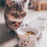 Best 5 Cat Feeding Stations On The Market In 2022 Reviews