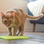 Best 5 Cat Slow Feeders To Slow Down Eating In 2020 Reviews
