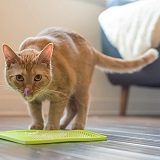 Best 5 Cat Slow Feeders To Slow Down Eating In 2022 Reviews