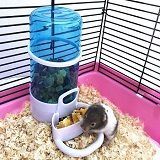 Best 5 Hamster Feeder & Waterer You Can Choose In 2022 Reviews