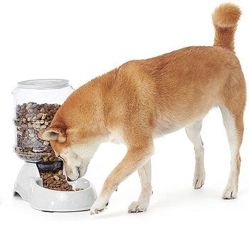 automatic-dog-feeder