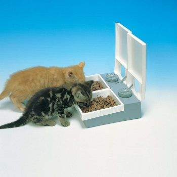 automatic-feeder-multiple-cats