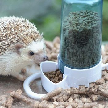 automatic-pet-feeder