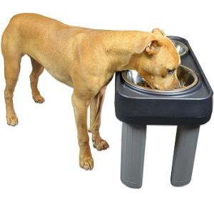 Best 5 Large Dog Feeders & Dispensers To Buy In 2022 Reviews