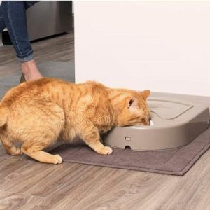 Best 5 Outdoor Cat Feeders & Food Dispensers In 2022 Reviews